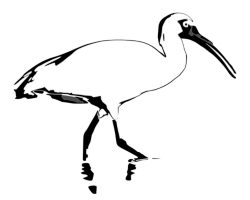 Ibis